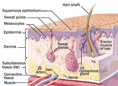 Anatomy of Human Skin